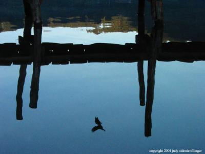 bird reflection lake atitlan, san lucas toliman, guatemala