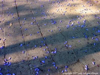 purple petals, antigua, guatemala
