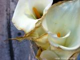 calla lily 18