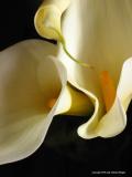 callas have their closeup, antigua, guatemala