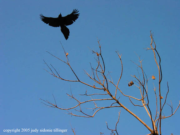 black bird, antigua, guatemala