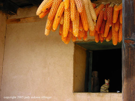 corn and cat, nahuala, guatemala