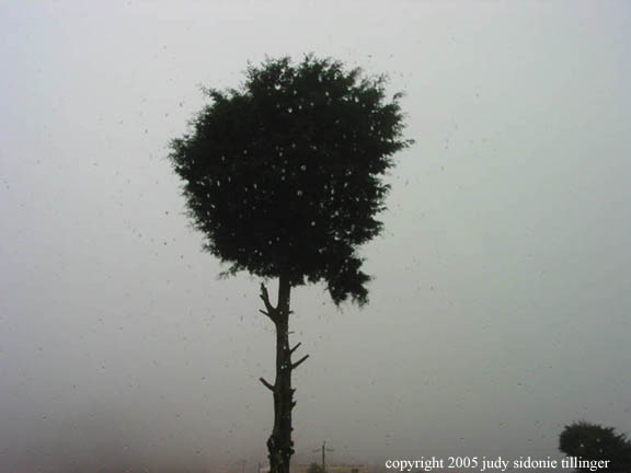tree on the road to chichicastenango, guatemala