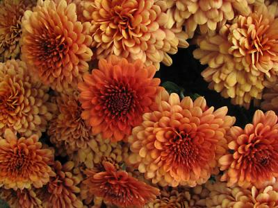 Autumn Blossoms