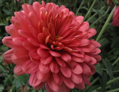 One Mum