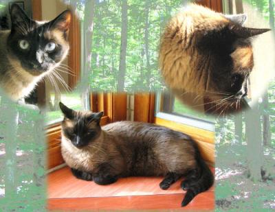 Pet Sitting Friends