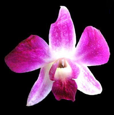 u49/malewis/medium/40841229.orchid3.jpg