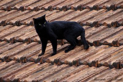 Homes roof - No telhado de casa