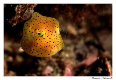 Peixe Cofre - Trunkfish