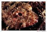 Peixe Pedra - Scorpionfish