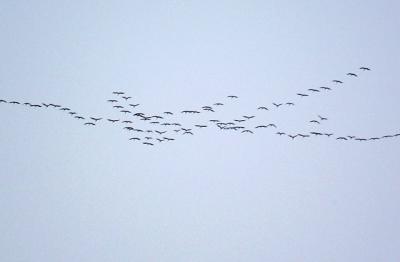 099 Migrating Birds.jpg