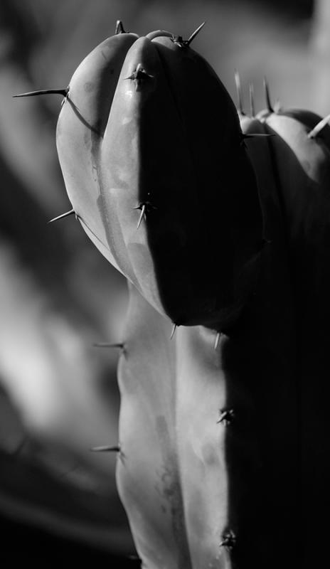 Cactus Limb
