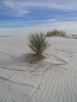 Lone plant at White Sands.JPG