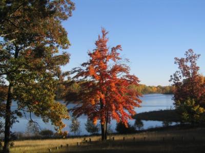 Red Tree at Canadian Lakes.jpg