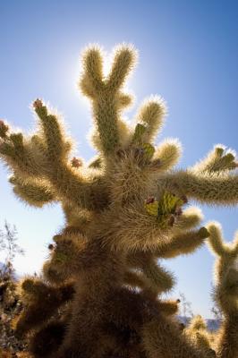 In Cactus Garden #2