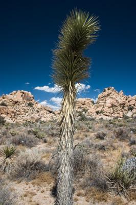 Single branch tree