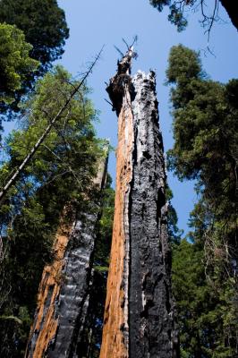 Burned sequoia