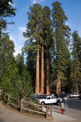 Big trees at the parking lot