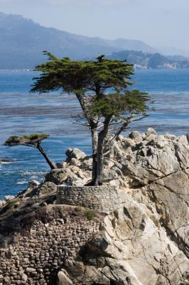Famous Lone Cypress