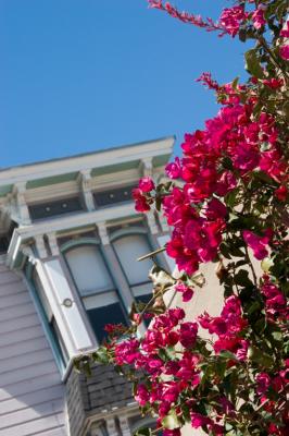 Flowers and townhouse