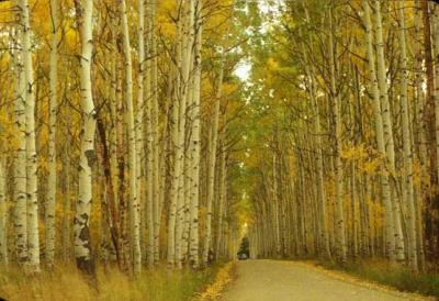 Aspen alley net.jpg