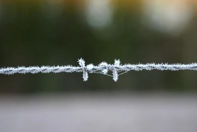 Frozen barbed wire