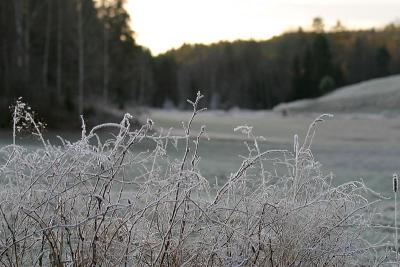 Frosty fields 3