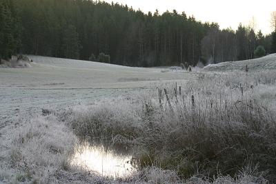 Frosty fields 1