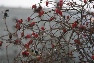 Rose hips in thaw
