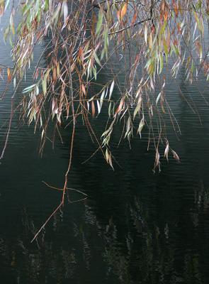 Winter willow