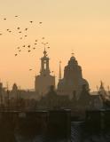 Birds over City Hall