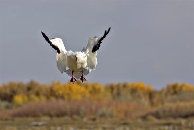 Goose1.jpg