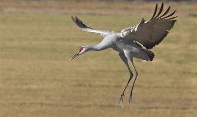 Landing1.jpg