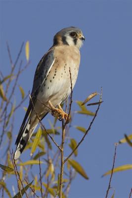 bosque_del_apache