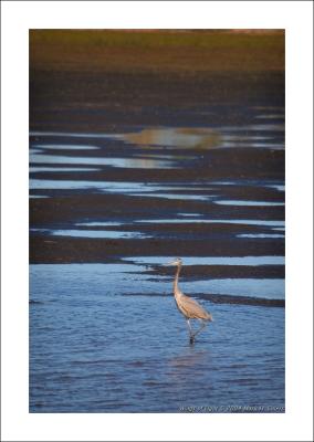 Great Blue Heron