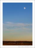 Moonrise Migration