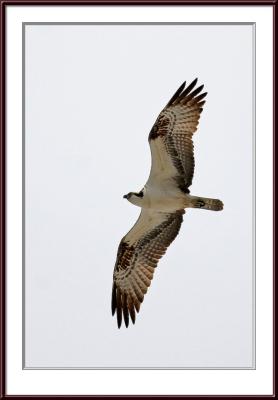 IMG_6958ps{Q}.jpg