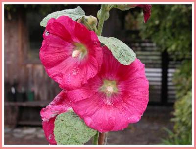 A hollyhock flower.