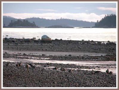 Birds on the Beach.