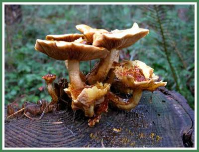 Mushrooms Anyone?
