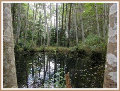 Hollyhock, the pond in the woods.