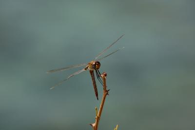 Dragonfly #1