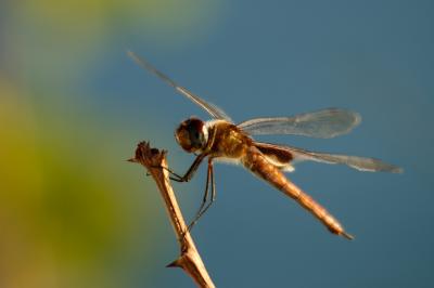 Dragonfly #4