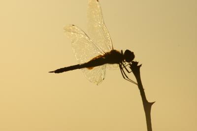 Dragonfly #5