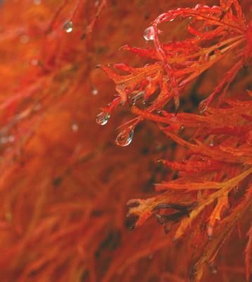 Weeping Japanese maple