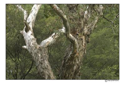 2trees.jpg