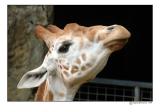 giraffe.jpg