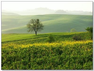 Landscape of Tuscany