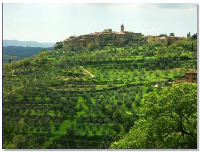 A small hilltown surrounded by olive groves