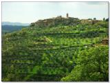 A small hilltown surrounded by olive groves